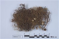 藏品(樹花屬)的圖片